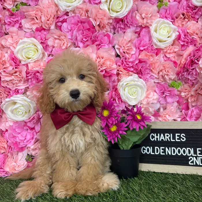 Male Mini Goldendoodle 2Nd Gen puppy named Charles for sale at Pet Express Braintree.