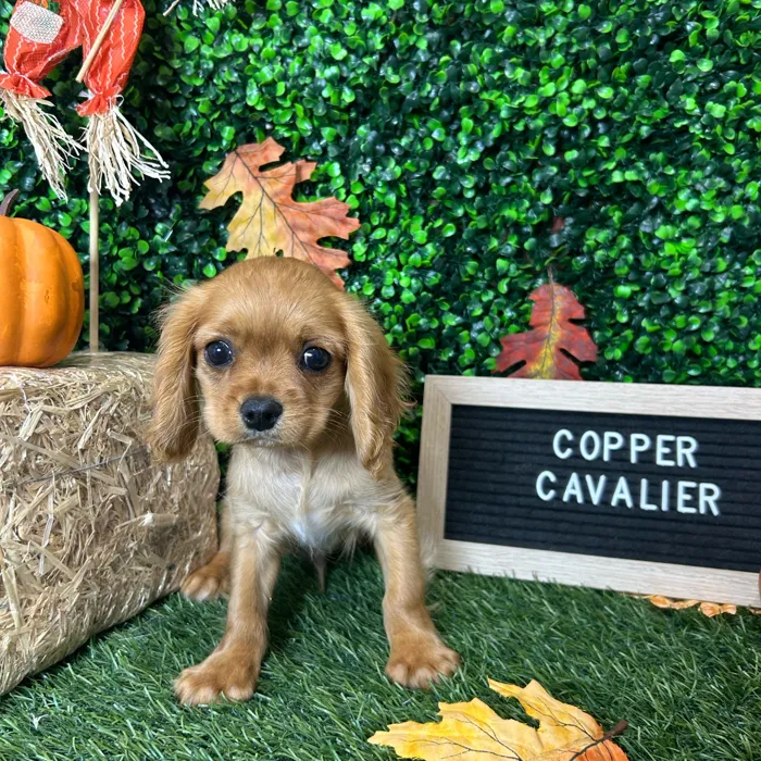 Male Cavalier King Charles Spaniel puppy named Copper for sale at Pet Express Braintree.