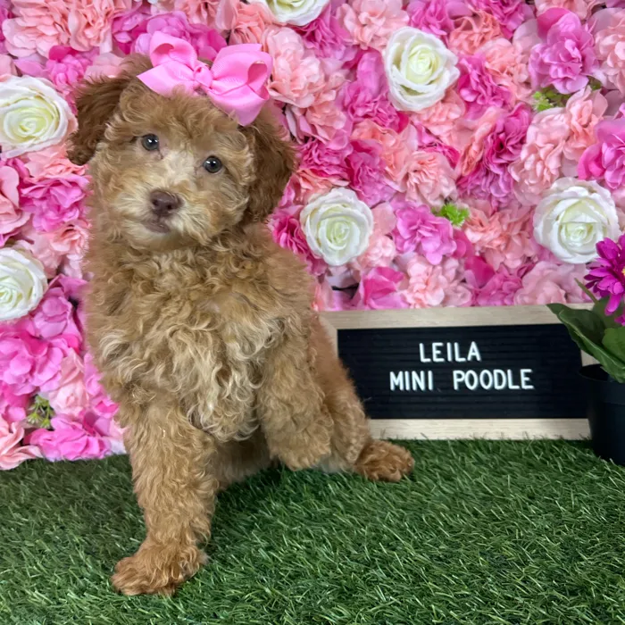 Female Poodle (Mini) puppy named Leila for sale at Pet Express Braintree.