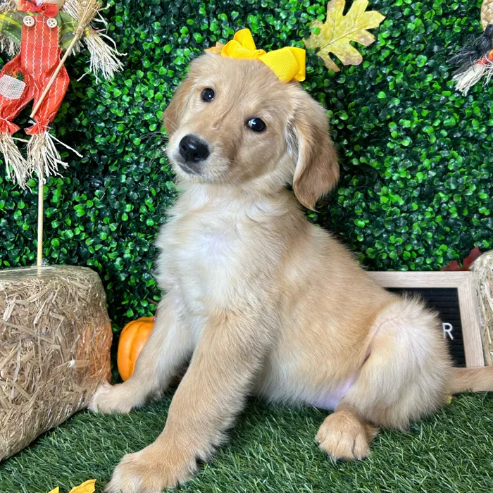 Female Golden Retriever puppy named Muffin for sale at Pet Express Braintree.