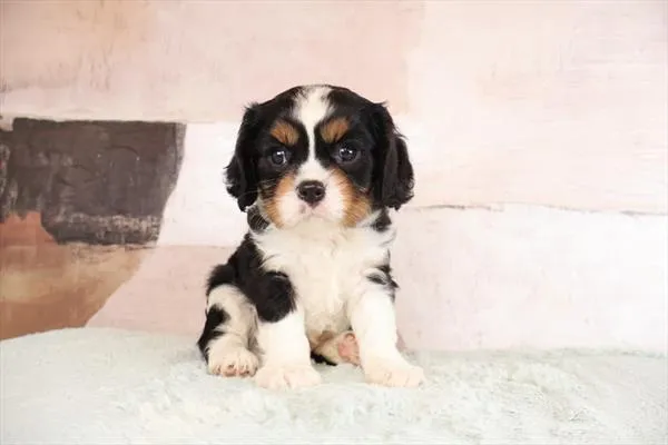 Male Cavalier King Charles Spaniel puppy named Frankie for sale at Pet Express Braintree.