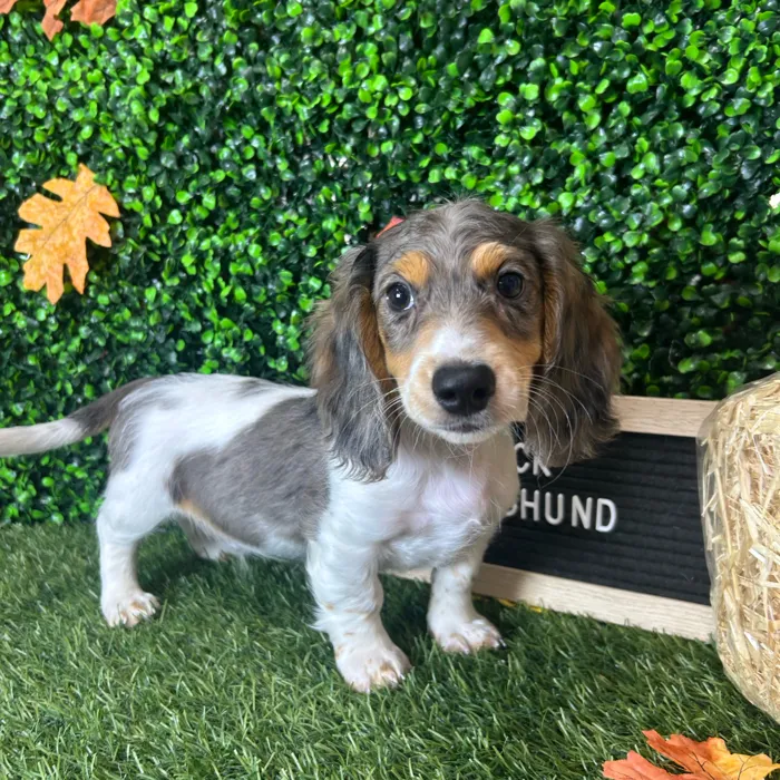 Male Dachshund puppy named Cody for sale at Pet Express Braintree.