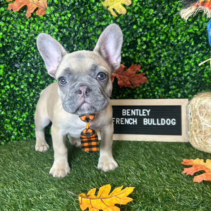 Male French Bulldog puppy named Bentley for sale at Pet Express Braintree.
