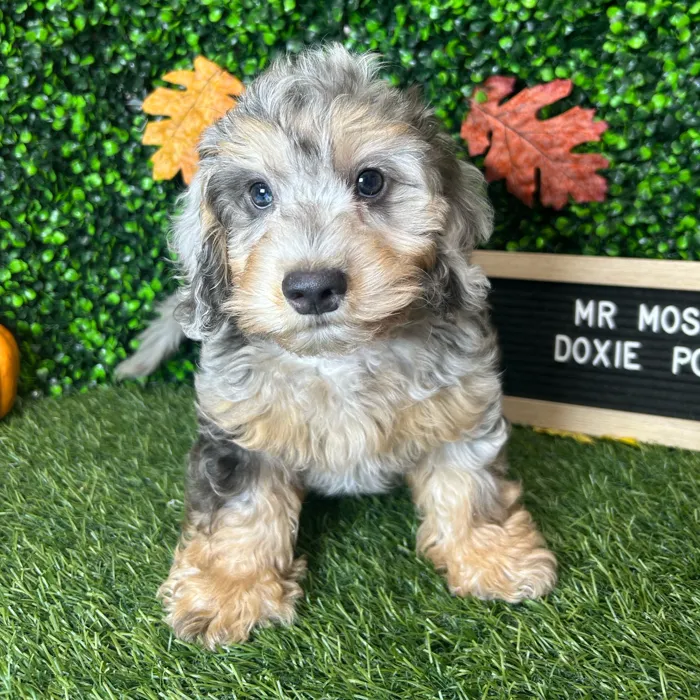 Male Doxie-Poo puppy named Mr Moseby for sale at Pet Express Braintree.