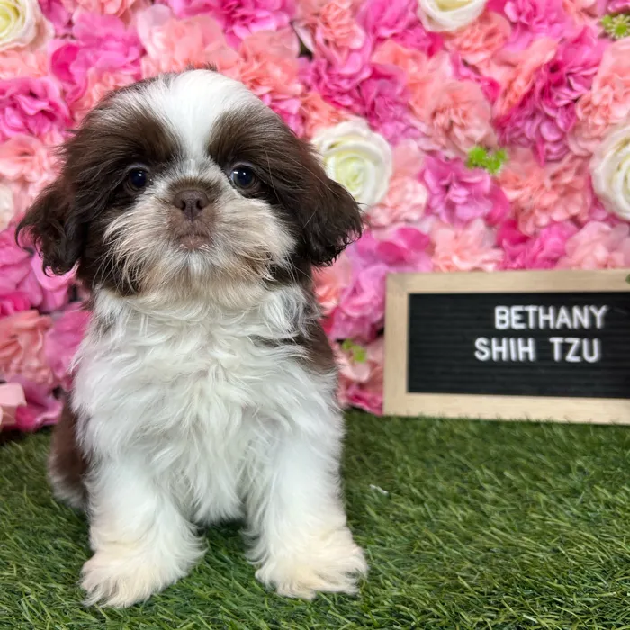 Female Shih Tzu puppy named Bethany for sale at Pet Express Braintree.