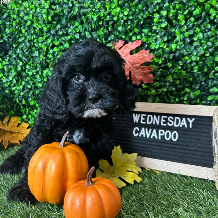 Female Cavapoo puppy named Wednesday for sale at Pet Express Braintree.