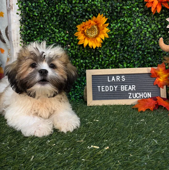 Male Teddy Bear (Zuchon) puppy named Lars for sale at Pet Express Saugus.