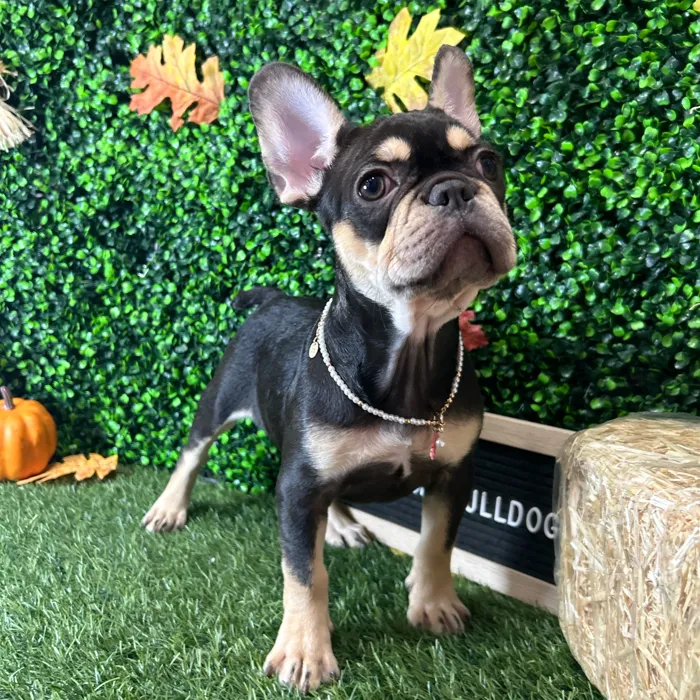 Female French Bulldog puppy named Dior for sale at Pet Express Braintree.