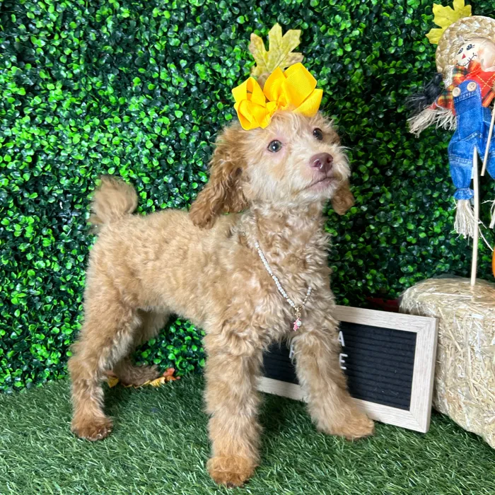 Female Poodle (Mini) puppy named Leila for sale at Pet Express Braintree.