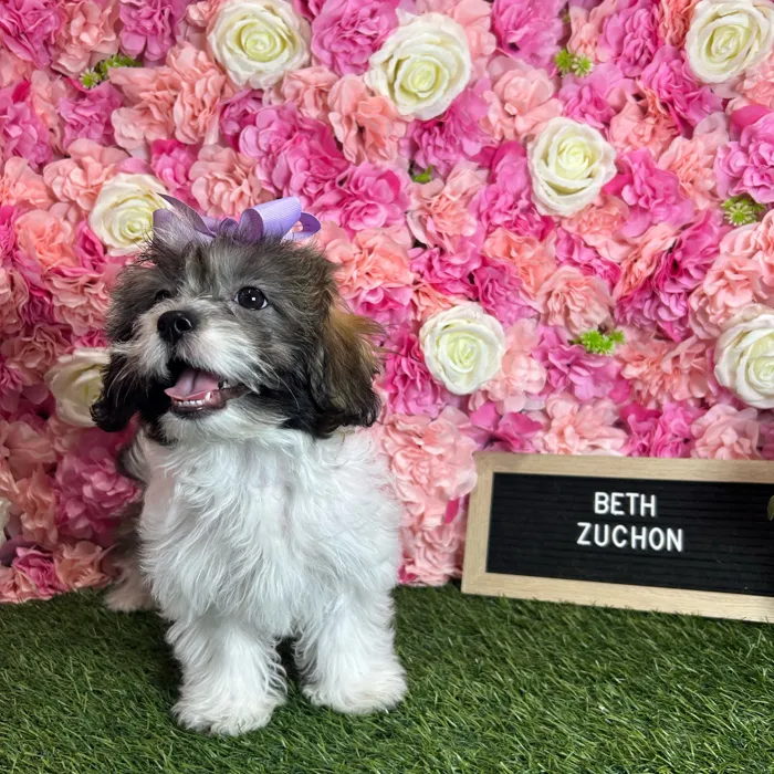 Female Teddy Bear (Zuchon) puppy named Beth for sale at Pet Express Braintree.