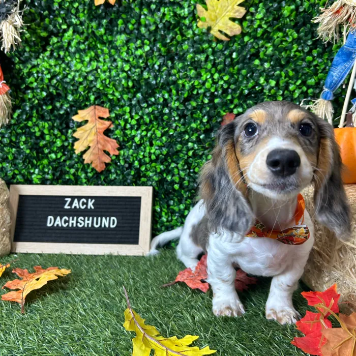 Male Dachshund puppy named Zack for sale at Pet Express Braintree.