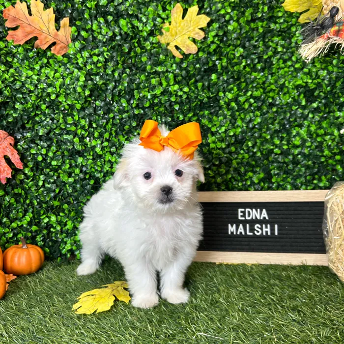 Female Malshi puppy named Edna for sale at Pet Express Braintree.