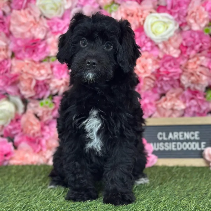Male Aussiedoodle puppy named Clarence for sale at Pet Express Saugus.