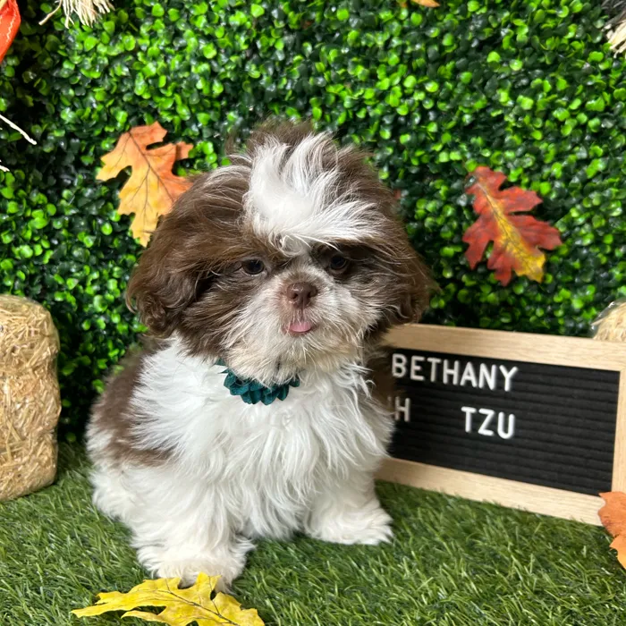 Female Shih Tzu puppy named Bethany for sale at Pet Express Braintree.