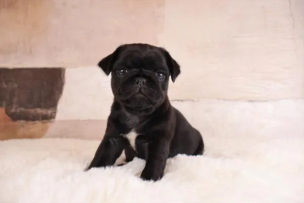 Male Pug puppy named Chico for sale at Pet Express Saugus.