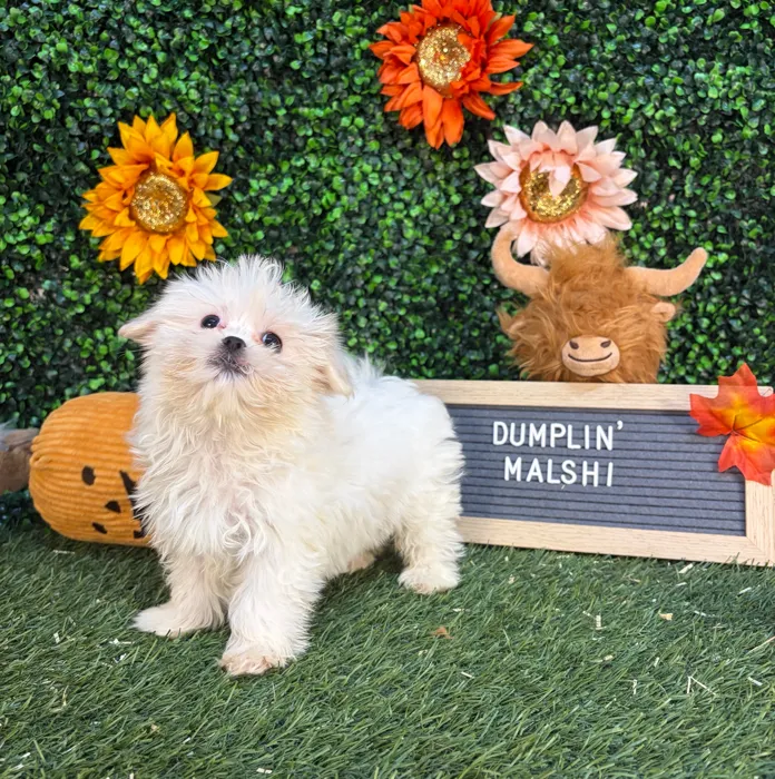 Female Malshi puppy named Dumplin' for sale at Pet Express Saugus.