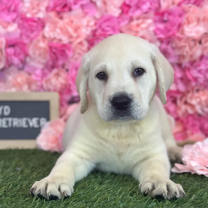Male Labrador Retriever puppy named Lloyd for sale at Pet Express Saugus.