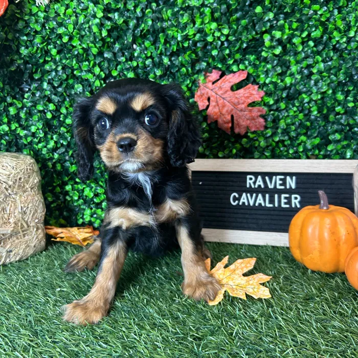 Female Cavalier King Charles Spaniel puppy named Raven for sale at Pet Express Braintree.