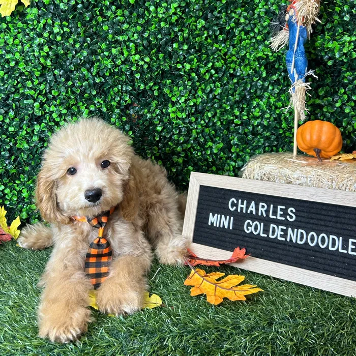Male Mini Goldendoodle 2Nd Gen puppy named Charles for sale at Pet Express Braintree.