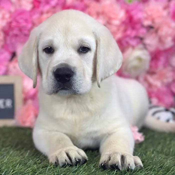 Male Labrador Retriever puppy named Harry for sale at Pet Express Saugus.