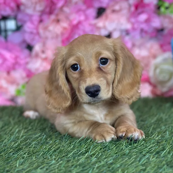 Female Dachshund puppy named Suzie Q for sale at Pet Express Saugus.