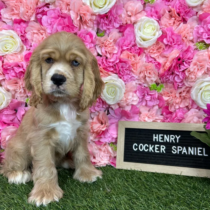 Male Cocker Spaniel puppy named Henry for sale at Pet Express Braintree.