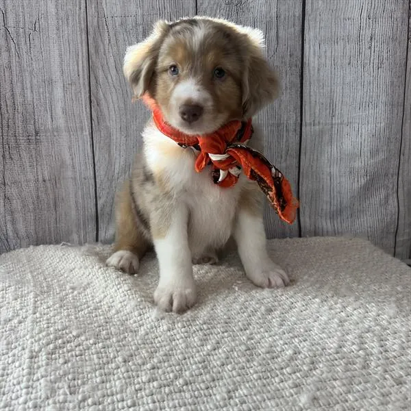 Male Miniature Australian Shepherd puppy named Whisky for sale at Pet Express Braintree.