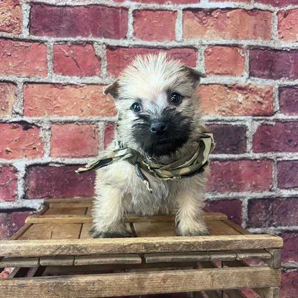 Male Cairn Terrier puppy named Ozzy for sale at Pet Express Saugus.
