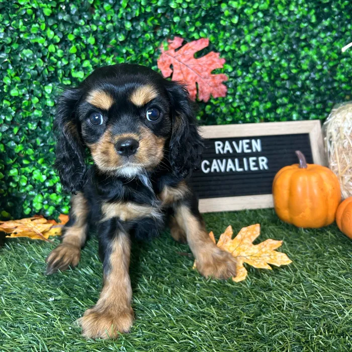 Female Cavalier King Charles Spaniel puppy named Raven for sale at Pet Express Braintree.