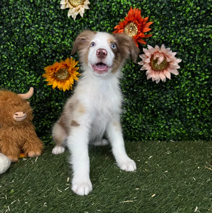 Male Miniature Australian Shepherd puppy named Rolo for sale at Pet Express Saugus.