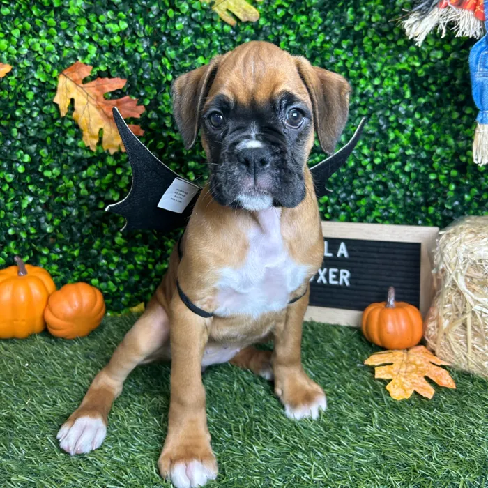 Female Boxer puppy named Laila for sale at Pet Express Braintree.