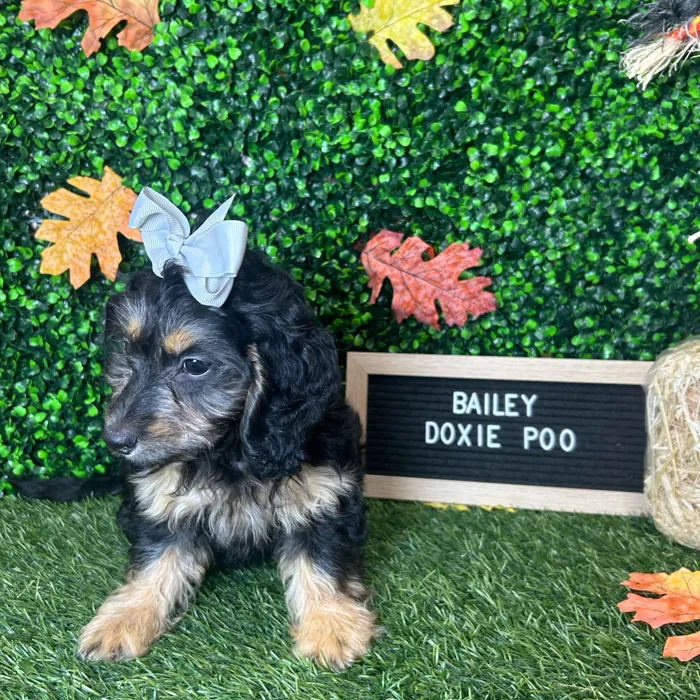Female Doxie-Poo puppy named Bailey for sale at Pet Express Braintree.