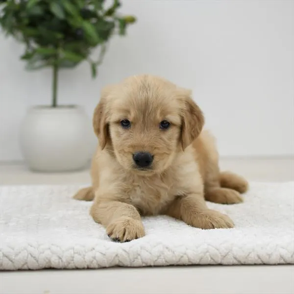 Female Golden Retriever puppy named Waffle for sale at Pet Express Braintree.