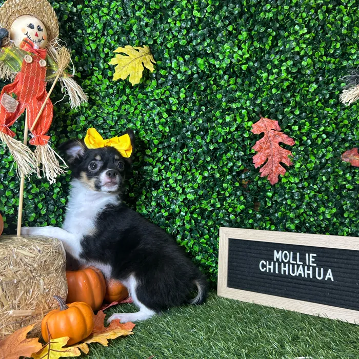 Female Chihuahua puppy named Mollie for sale at Pet Express Braintree.