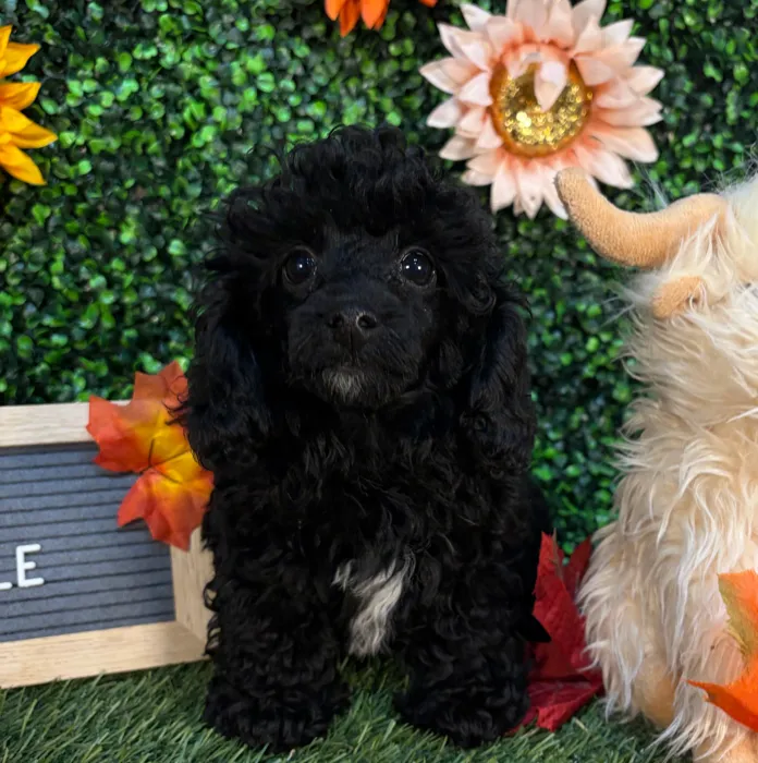 Female Poodle (Mini) puppy named Tootsie for sale at Pet Express Saugus.
