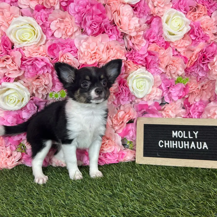 Female Chihuahua puppy named Mollie for sale at Pet Express Braintree.