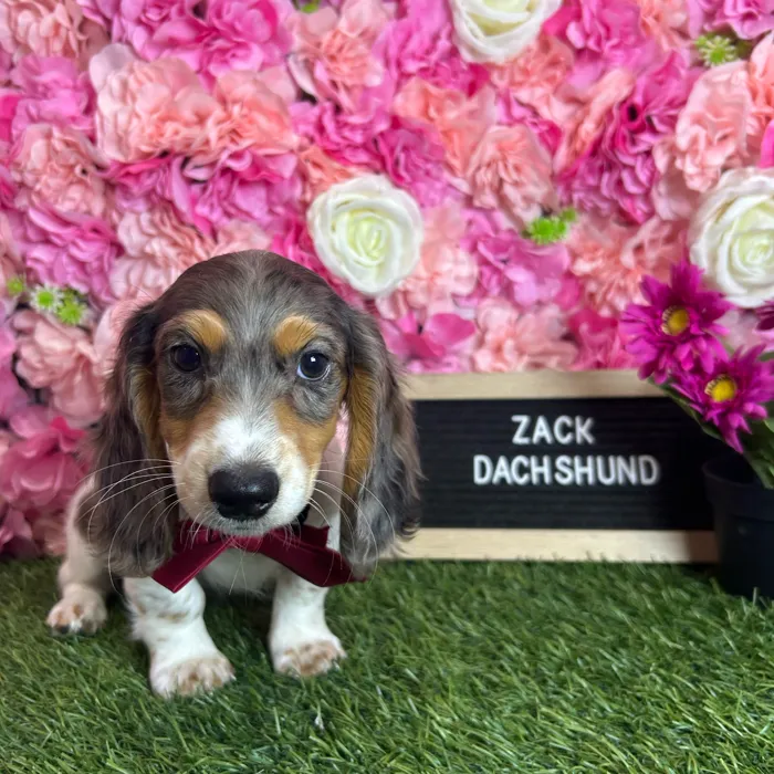 Male Dachshund puppy named Zack for sale at Pet Express Braintree.