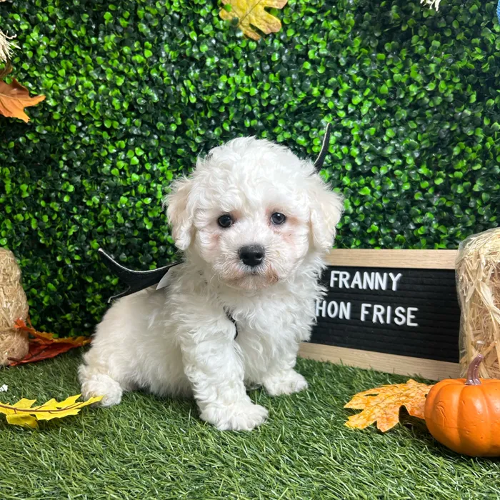 Female Bichon Frise puppy named Franny for sale at Pet Express Braintree.