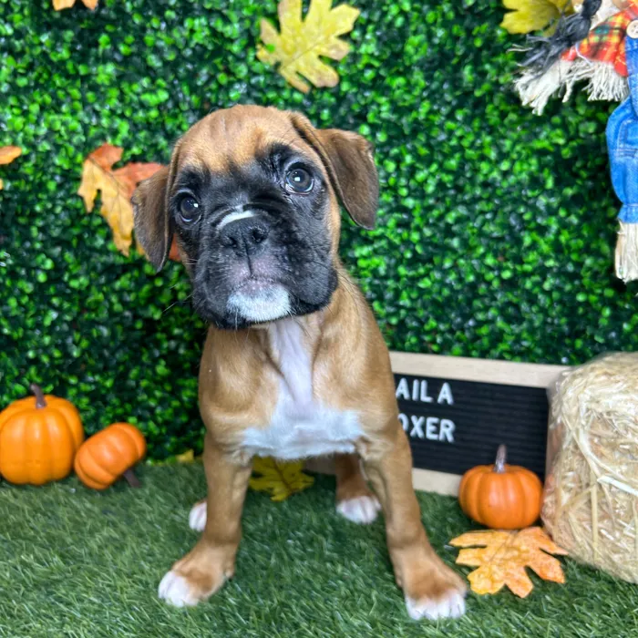 Female Boxer puppy named Laila for sale at Pet Express Braintree.