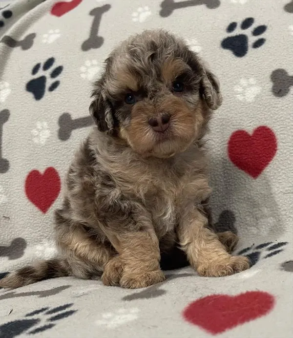 Male Mini Labradoodle 2Nd Gen puppy named Chester for sale at Pet Express Braintree.