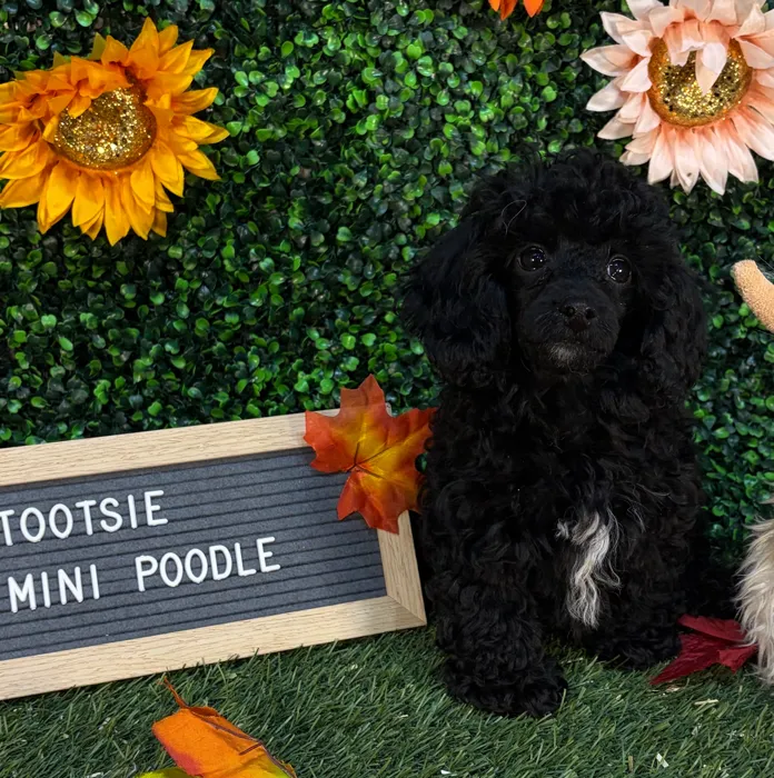 Female Poodle (Mini) puppy named Tootsie for sale at Pet Express Saugus.