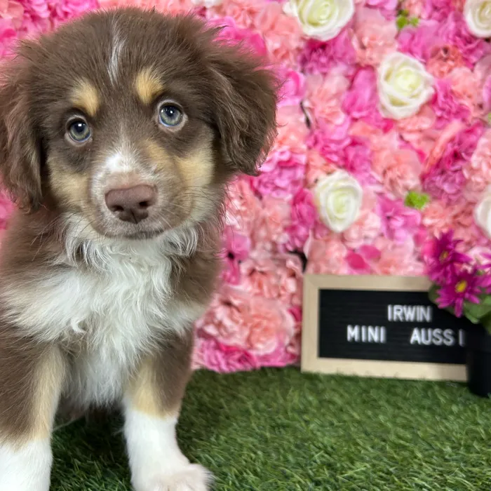 Male Miniature Australian Shepherd puppy named Irwin for sale at Pet Express Braintree.
