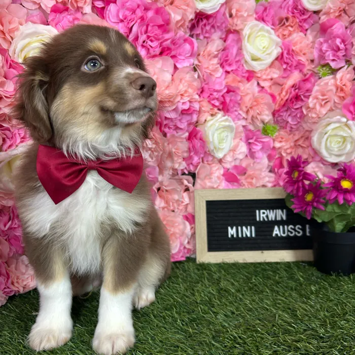 Male Miniature Australian Shepherd puppy named Irwin for sale at Pet Express Braintree.