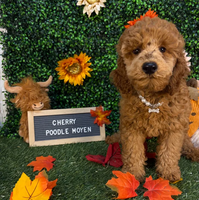 Female Poodle Moyen (Medium) puppy named Cherry for sale at Pet Express Saugus.
