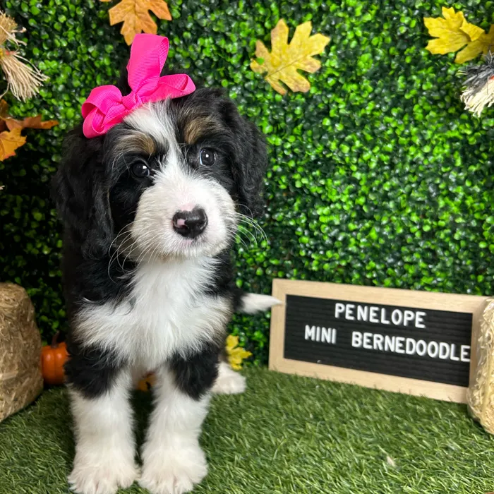 Female Mini Bernedoodle puppy named Penelope for sale at Pet Express Braintree.