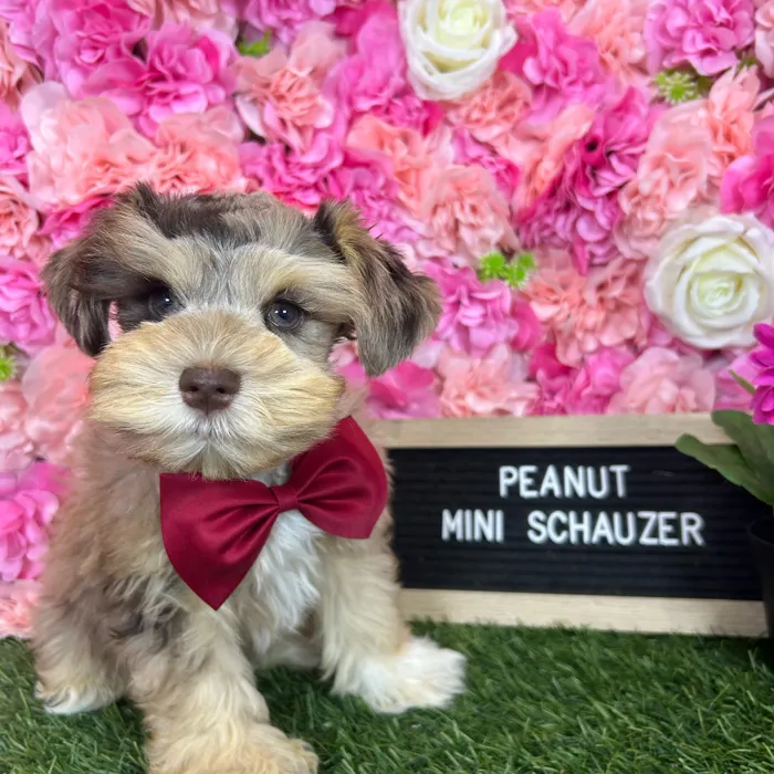 Male Miniature Schnauzer puppy named Peanut for sale at Pet Express Braintree.
