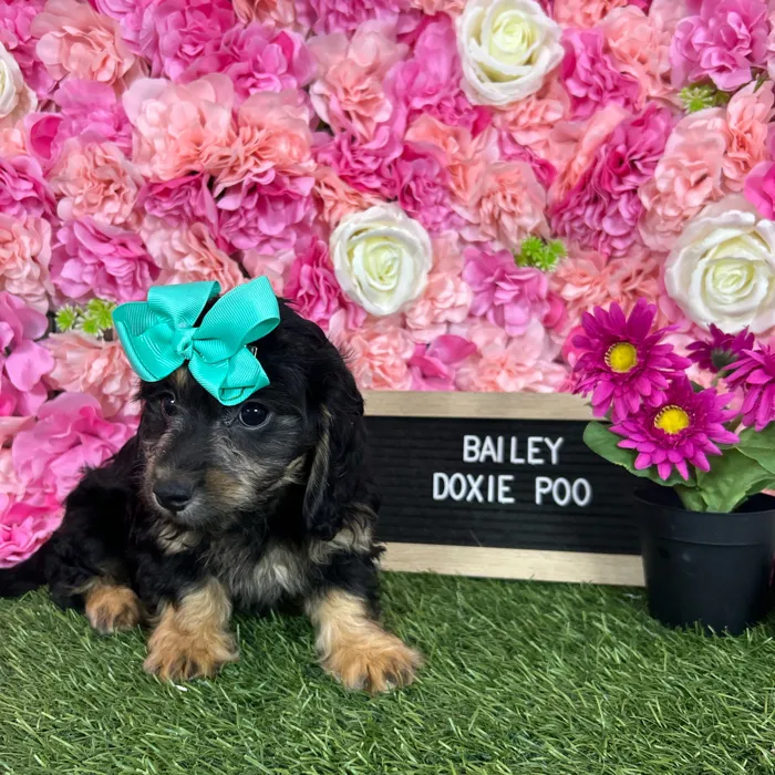 Female Doxie-Poo puppy named Bailey for sale at Pet Express Braintree.