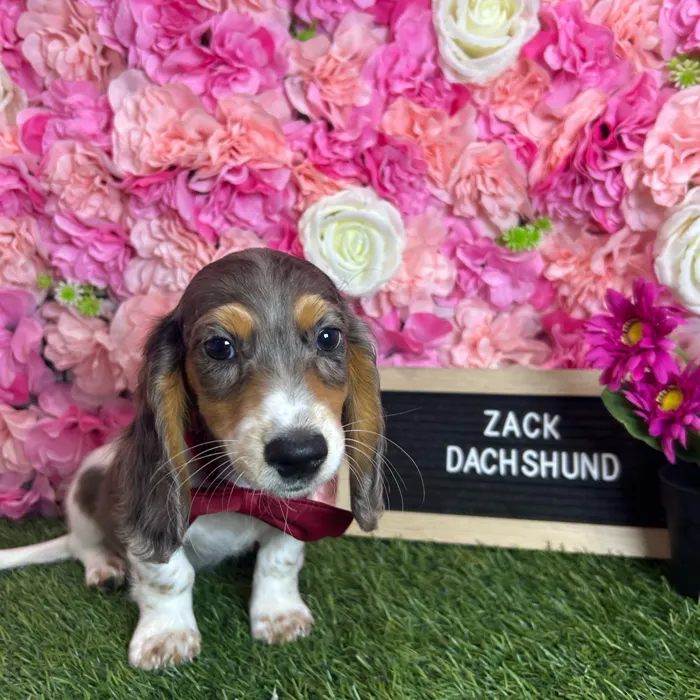 Male Dachshund puppy named Zack for sale at Pet Express Braintree.