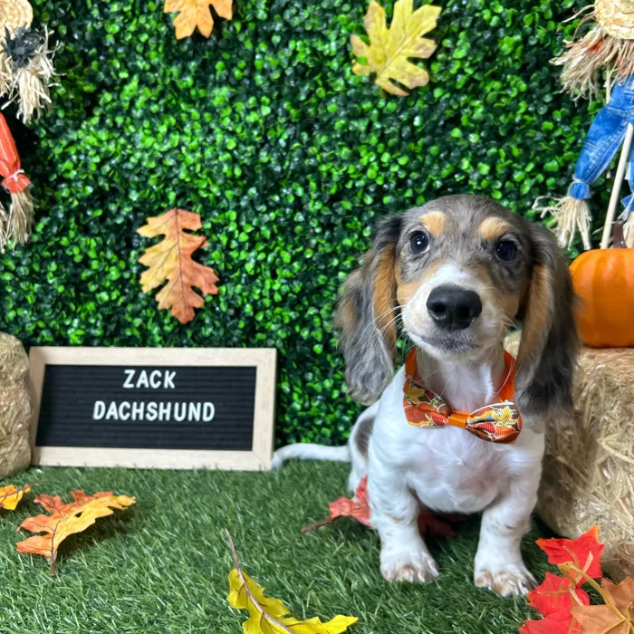 Male Dachshund puppy named Zack for sale at Pet Express Braintree.