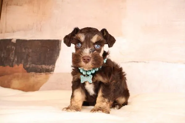 Female Miniature Schnauzer puppy named Waffles for sale at Pet Express Saugus.